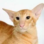 Ce este o pisica orientala Ce este o pisica orientala