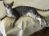 Ce este o pisica orientala Ce este o pisica orientala