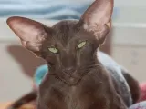 Ce este o pisica orientala Ce este o pisica orientala