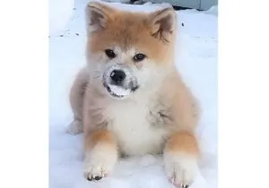 Ceea ce este în mintea unui câine