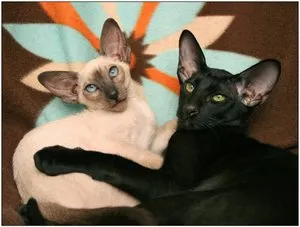 Ce este o pisica orientala Ce este o pisica orientala
