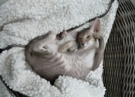 Ce este o pisica orientala