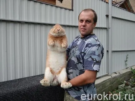 Cum de a distinge Krol