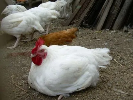 pui broiler rasa