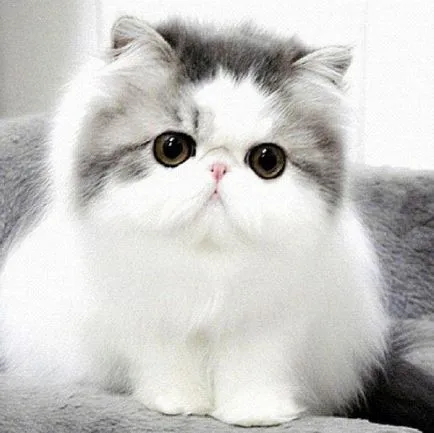 Cat rasa pug ajutajului Cat rasa pug ajutajului
