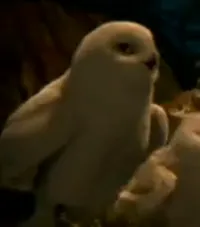 Și Nache imediat ce pisica Și Nache imediat ce pisica