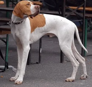 câine pointer