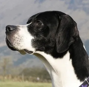 câine pointer