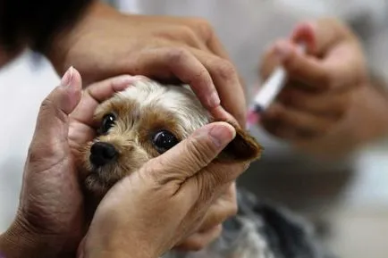 La câini după vaccinare La câini după vaccinare