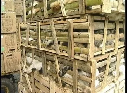 În ceea ce chinezii mananca embrioni