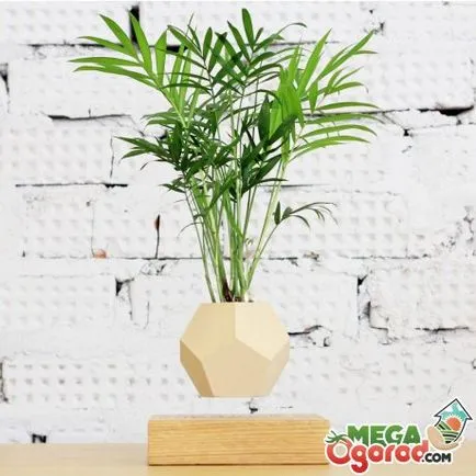 Houseplant ca un copac de palmier Houseplant ca un copac de palmier