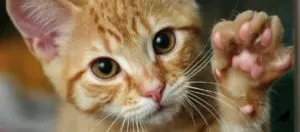 Cat însuși labe Cat însuși labe