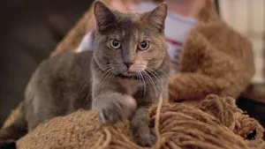 Cat însuși labe Cat însuși labe