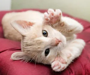 Cat însuși labe Cat însuși labe