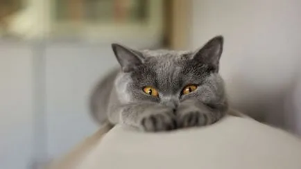 Cat însuși labe