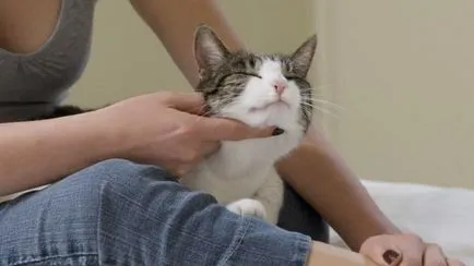 Cat însuși labe Cat însuși labe