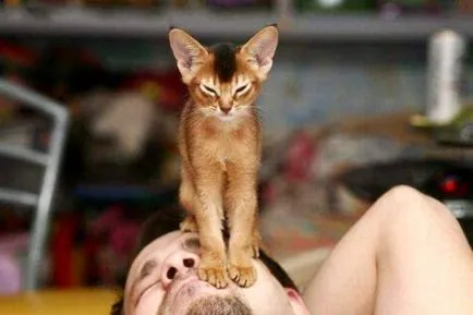 Cat însuși labe