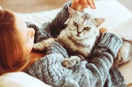 Cat însuși labe Cat însuși labe