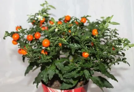Cum să aibă grijă de un Nightshade pateu