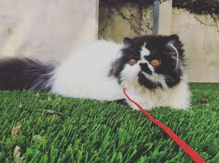 Cat rasa pug ajutajului Cat rasa pug ajutajului