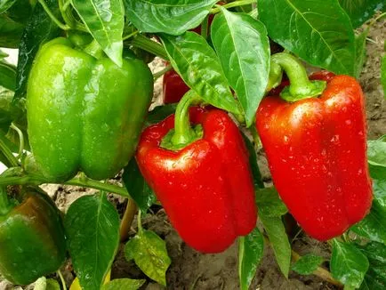 Cum de a planta ardei Cum de a planta ardei