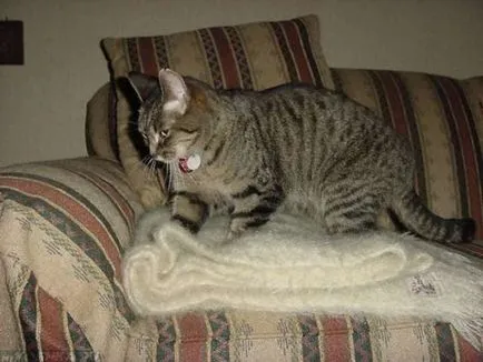 Cat însuși labe Cat însuși labe