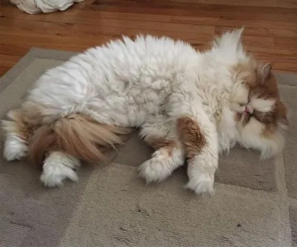 Cat rasa pug ajutajului Cat rasa pug ajutajului