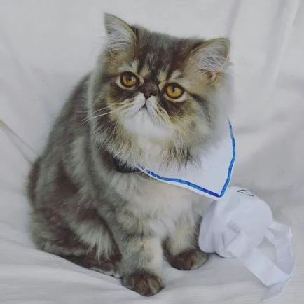 Cat rasa pug ajutajului Cat rasa pug ajutajului
