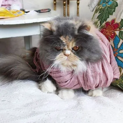 Cat rasa pug ajutajului Cat rasa pug ajutajului