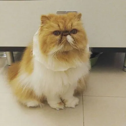 Cat rasa pug ajutajului Cat rasa pug ajutajului