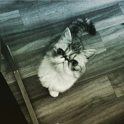 Cat rasa pug ajutajului Cat rasa pug ajutajului