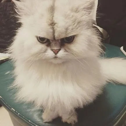 Cat rasa pug ajutajului Cat rasa pug ajutajului