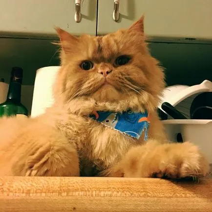 Cat rasa pug ajutajului Cat rasa pug ajutajului