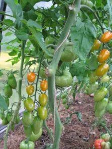 Frunzele de tomate Rolled