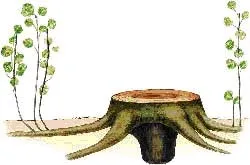 Ce este un plante rinichi