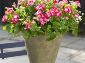 ghiveci de flori