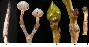 Ce este un plante rinichi