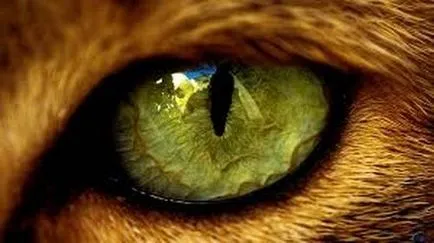 Pe măsură ce ochii lui strălucire Pe măsură ce ochii lui strălucire