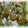 Fructele de tomate Fructele de tomate