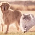 Cat rasa pug ajutajului Cat rasa pug ajutajului