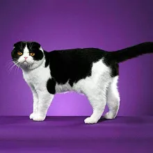 Cat rasa pug ajutajului Cat rasa pug ajutajului