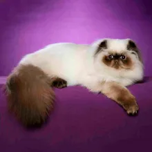 Cat rasa pug ajutajului Cat rasa pug ajutajului