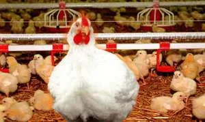 pui broiler rasa
