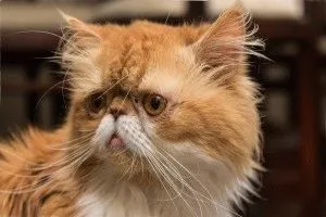 Cat rasa pug ajutajului Cat rasa pug ajutajului