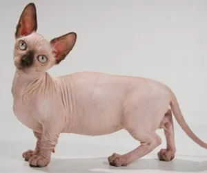 Cat rasa cu litera Cat rasa cu litera