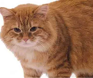 Cat rasa cu litera Cat rasa cu litera