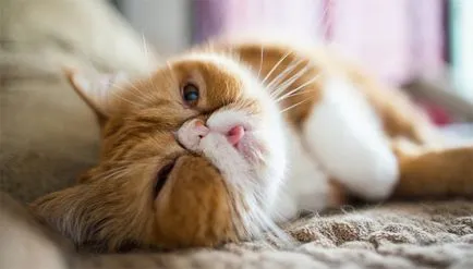 Cat rasa pug ajutajului