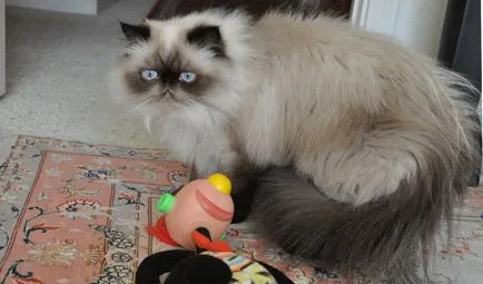 Cat rasa pug ajutajului Cat rasa pug ajutajului