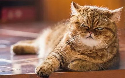 Cat rasa pug ajutajului