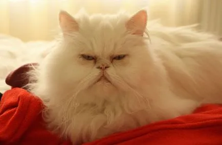 Cat rasa pug ajutajului Cat rasa pug ajutajului